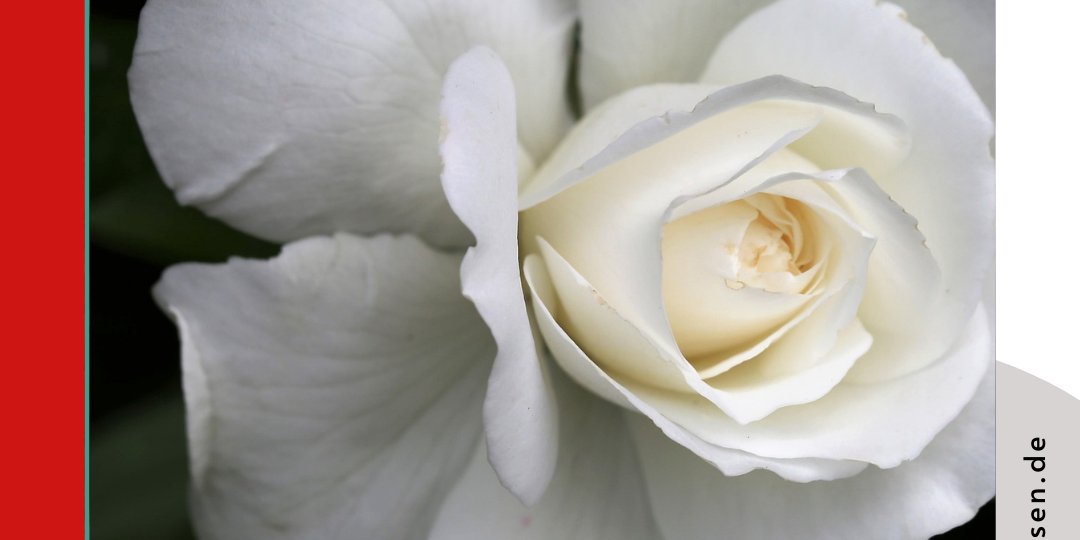 Weiße Rose Zum Gedenken an die Weiße Rose